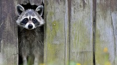 Do zoo v Heidelbergu sa svojvoľne nasťahoval medvedik čistotný