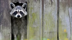 Do zoo v Heidelbergu sa svojvoľne nasťahoval medvedik čistotný
