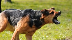 V Británii prudko stúpol počet útokov psov na poštových doručovateľov