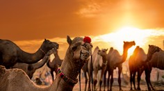 Súťaž krásy tiav toto ešte nezažila. Majitelia vylepšili svoje zvieratá botoxom