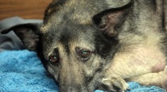 Naše zvieratá ohrozuje ďalšia epidémia. Na pozore sa musia mať najmä majitelia psov