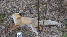 Na Záhorí našli uhynuté chránené zvieratá, otrávili ich jedovatou chemikáliou