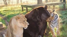 Ako z animovanej rozprávky: Lev, medveď a tiger sú "kamoši"