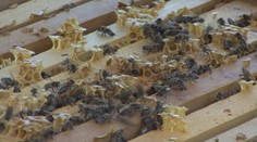 Priamy prenos z úľa: Bezbolestne môžete nakuknúť do roja včiel