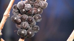 Losos v medovej marináde