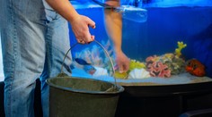 Mimoriadne nezvyčajná infekcia u ľudí. Muž sa nakazil rybou tuberkulózou, mohol za to bežný zlozvyk