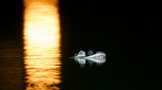 V centre amerického veľkomesta sa usídlil aligátor. Nikto nevie, ako sa tam dostal