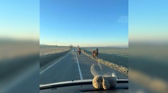 Šoférov pri Ždani čakal ráno šok. Cestu im skrížili tri majestátne kone