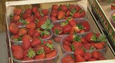 Infikované jahody zo školy majú dohru. Hygienici kontrolujú školy po Slovensku