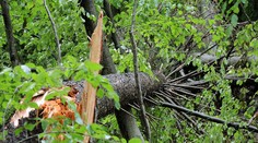 Vietor môže strhávať stromy, strechy aj autá, varujú meteorológovia v Česku