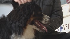 Neľútostne strieľajú po zvieratách v meste. V Ružomberku má niekto na svedomí už prvú obeť