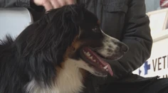Neľútostne strieľajú po zvieratách v meste. V Ružomberku má niekto na svedomí už prvú obeť