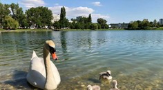 Labuť, ktorej sa pred pár dňami narodili tri mláďata, sa zadusila na Štrkovci plastom