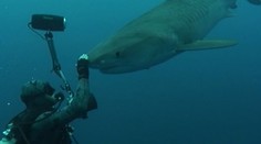 Keď stretnete žraloka v mori, mali by ste byť najšťastnejší človek