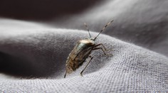 Chorvátsko zaplavil zapáchajúci hmyz. Miestna obyvateľka vyrozprávala hrozivú skúsenosť