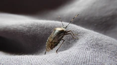 Chorvátsko zaplavil zapáchajúci hmyz. Miestna obyvateľka vyrozprávala hrozivú skúsenosť