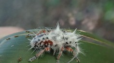 Skoro si ho pomýlili s vtáčím trusom. V Austrálii objavili nový druh chrobáka s „punkovým účesom“