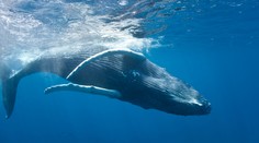 Vedci budú počítať veľryby z vesmíru. Prezradili ako
