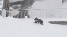 Ľudia sledovali boj o život. Toto mláďatko zostalo bez matky