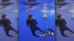 Ľahko sa to hovorí, oveľa ťažšie robí. Potápačka ukázala, ako sa vyhnúť útoku žraloka