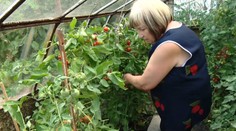 Pani Eva má doma paradajkový raj. Toľko druhov ste ešte ani nevideli