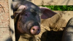 Farmári v núdzi: Keď to môžu žrať svine, tak aj my