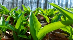 Muž si pomýlil medvedí cesnak s prudko jedovatou rastlinou. Zomrel po pár lyžičkách z omáčky