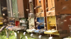 Čo robiť, ak narazíte na dvojmiliónový húf včiel? Odborník prezradil postup