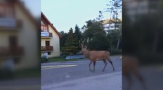 Jeleň chodieva do ulíc Tatranskej Lomnice. Vykračuje si ako pánko