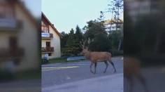 Jeleň chodieva do ulíc Tatranskej Lomnice. Vykračuje si ako pánko