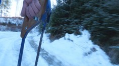 Vyrúbať si stromček bez povolenia sa nevypláca. Riskujete tým mastnú pokutu a trestné stíhanie