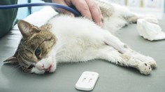 Neopúšťajte svojho miláčika, keď odchádza na večnosť. Nezaslúži si to