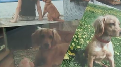 V Pukanci strieľajú po psoch, fenka Lily je prvou obeťou