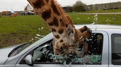 VIDEO: Blízke stretnutie "žirafieho druhu".  Kŕmenie zvieraťa sa takmer skončilo nešťastím