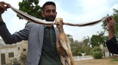 FOTO: Budúci rekordér. Pakistanské kozľa sa narodilo s polmetrovými ušami
