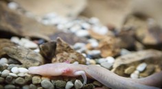 Slepý obojživelník žijúci v jaskyni sa nepohol z miesta už sedem rokov