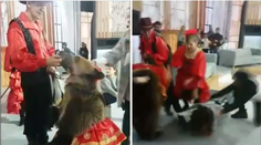 Grizly v kostýme napadol ruskú moderátorku. Poriadne ňou pozametal