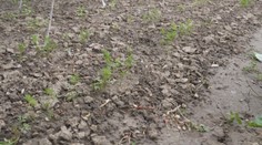 Vyzerá to, že stará pranostika tento rok vyjde. Kým poľnohospodári sa tešia, záhradkárov to už nebaví