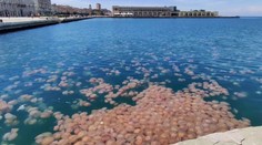 VIDEO: Populárny taliansky prístav zaplnili medúzy, ich prítomnosť v historickom meste je neobvyklá