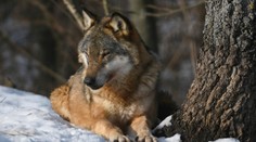 Nová vláda si berie na „mušku“ aj vlky. Podľa ochranára ide o pomstu