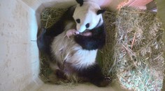 Panda obrovská v atlantskej ZOO opäť porodila dvojičky