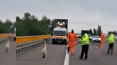 Kuriózny zásah diaľničných policajtov: Medzi autami pobehovala splašená labuť