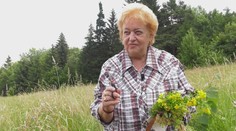 Bylinkárska sezóna vrcholí. Ukážeme vám, ako si pripraviť dokonalý čaj