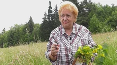 Bylinkárska sezóna vrcholí. Ukážeme vám, ako si pripraviť dokonalý čaj