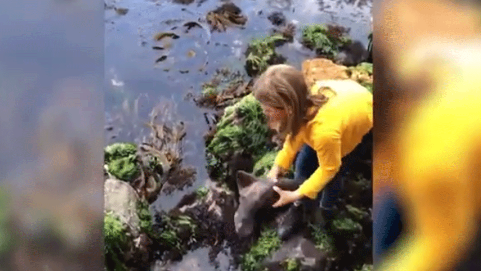 VIDEO Malá hrdinka. Dievča zachránilo zaseknutého žraloka holými rukami