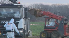 Majiteľ farmy prišiel o živobytie. Agresívny vírus vtáčej chrípky mu zlikvidoval celý chov hydiny