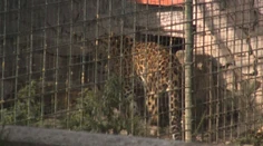 Tragédia v zoo pri Brezne. Majiteľa napadla šelma, spôsobila mu smrteľné zranenia