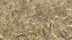 Poľnohospodári zožnú viac pšenice, ako sa očakávalo. Malo by sa to prejaviť na cenách v pekárňach