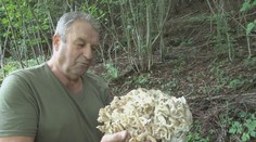 Po suchotách hotový raj. Hubári sa dočkali a z lesa sa vracajú s plnými košíkmi
