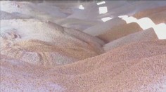 Farmári zúria. Ukrajinské obilie sa k nám dostáva vo vlakoch a stláča ceny dole